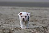 BOULEDOGUE AMERICAIN 238